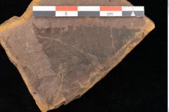 Foto (Detailsansicht) von Fagus sp. (NHMW-GEO-2024-0188-0989)